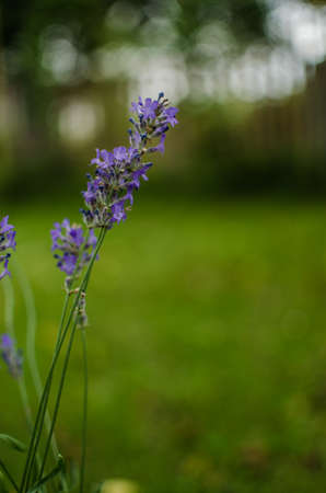 Gentle purple lavender flowers grow on the field outdoors for a bouquet or wallpaper