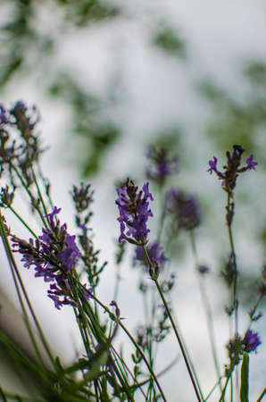 Gentle purple lavender flowers grow on the field outdoors for a bouquet or wallpaperの写真素材