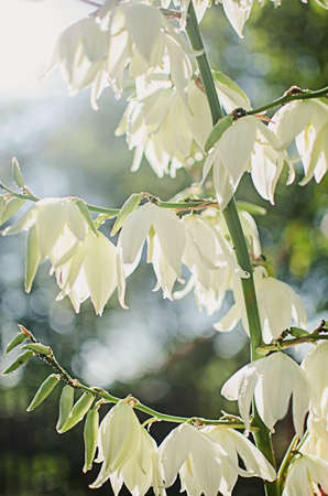 Yucca Evergreen, woody plants with a low, sparsely branched or non-branching stem, sometimes the stem is almost absent and only a bunch of large, sword-shaped leaves rise above the ground. The leaves are spirally arranged.の写真素材