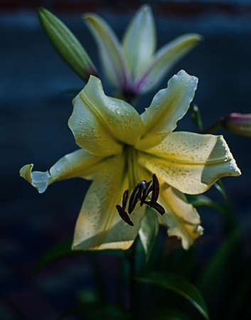 A fragrant bouquet of lily flowers for a gift or storage in a vaseの写真素材