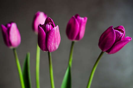 Slender spring tulips bloom outdoors for a bouquetの写真素材