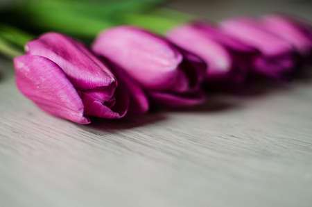 Slender spring tulips bloom outdoors for a bouquetの写真素材