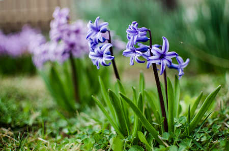 Wonderful hyacinth flowers bloom outdoors in spring on a sunny day limitedの写真素材