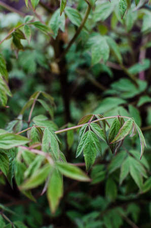 Abstraction growing green leaves on a light backgrodの写真素材