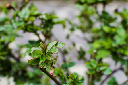 Abstraction growing green leaves on a light backgrodの写真素材