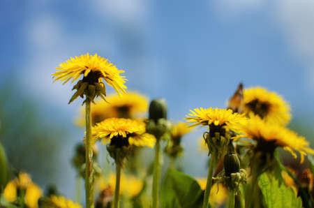 Delicate and light dandelion flowers outdoors in springの写真素材
