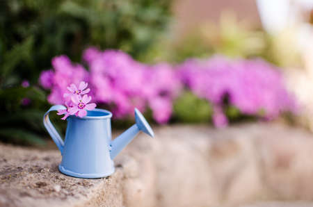 Small phlox flowers for spring garden decoration on a sunny dayの写真素材