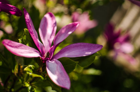 Adorable large magnolia flowers bloom in the open air for spring decorationの写真素材