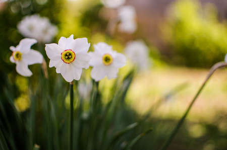 Wonderful daffodil flowers bloom in spring outdoors for bouquet and background