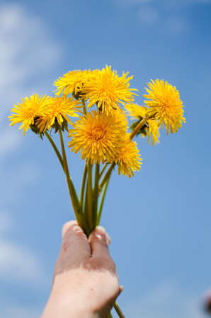 Delicate and light dandelion flowers outdoors in springの写真素材