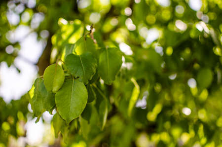 Abstraction growing green leaves on a light backgrod