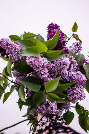 Blooming branch of lilac in the open air blooms in May for a beautiful bouquet of flowersの写真素材