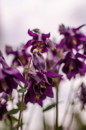 Beautiful aquilegia flowers bloom outdoors in spring for bouquets and flower bed decorationsの写真素材