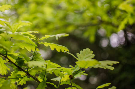 Abstraction growing green leaves on a light backgrodの写真素材