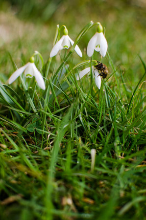 Little first spring flowers of snowdrops bloom outdoors in the spring for the March 8 holiday