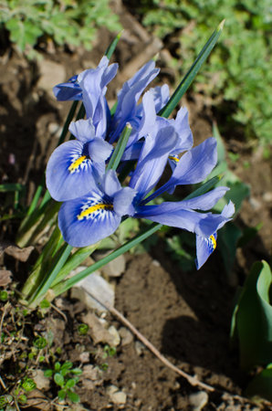 Irises are wonderful flowers to decorate the yard near the gazebo or in the garden in the spring outdoorsの写真素材