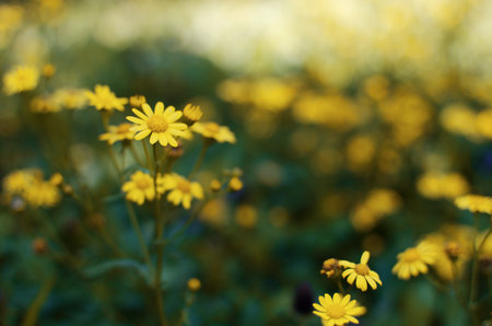 Beautiful fresh daisies bloom outdoors in the field on a summer sunny dayの写真素材