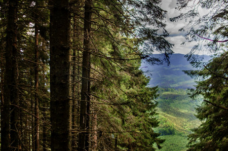 Landscape of autumn trees in the forest outdoors
