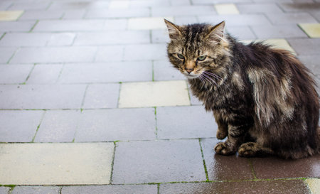 Funny little cat walking outdoors near homeの写真素材
