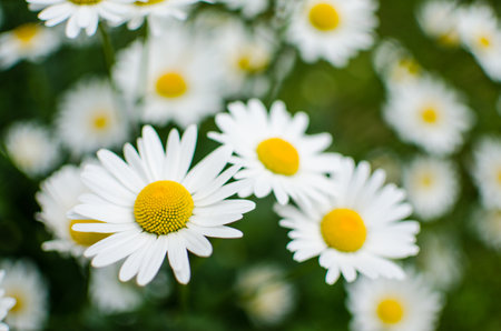 Beautiful fresh daisies bloom outdoors in the field on a summer sunny dayの写真素材