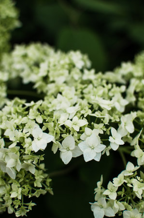 Cute and lovely hydrangea flowers for summer bouquetの写真素材