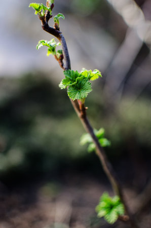 Abstraction growing green leaves on a light backgrodの写真素材
