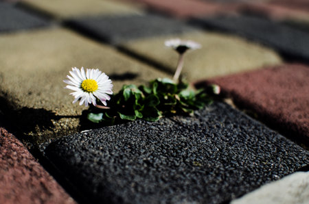 Beautiful fresh daisies bloom outdoors in the field on a summer sunny dayの写真素材