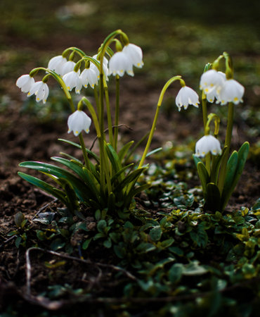 Little first spring flowers of snowdrops bloom outdoors in the spring for the March 8 holiday
