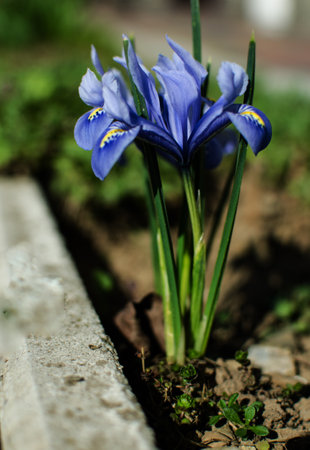 Irises are wonderful flowers to decorate the yard near the gazebo or in the garden in the spring outdoorsの写真素材