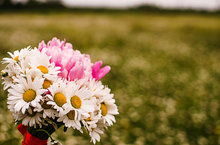Beautiful fresh daisies bloom outdoors in the field on a summer sunny dayの写真素材