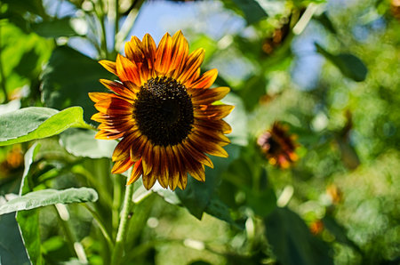 sunflowers grow outdoors in summer on a beautiful sunny dayの写真素材