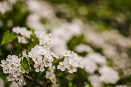 Wild hawthorn bush blooms with abundant white flowers in spring and gives small red fruits for tea or medicinal properties.の写真素材
