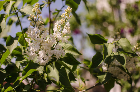 Blooming branch of lilac in the open air blooms in May for a beautiful bouquet of flowersの写真素材