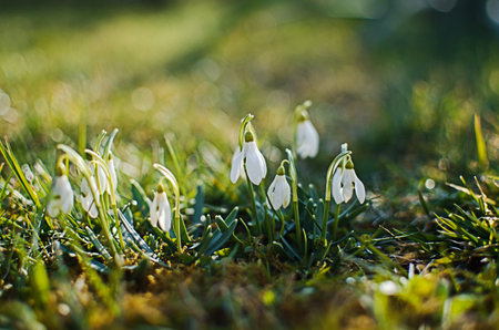 Little first spring flowers of snowdrops bloom outdoors in the spring for the March 8 holiday