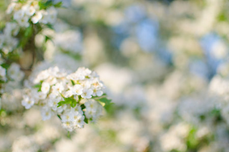 Lovely delicate cherry blossom in warm spring weather for background and beautiful infusionの写真素材