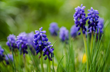 Little spring blue Muscari flowers bloom outdoors on a sunny dayの写真素材