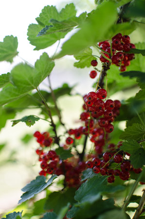 Ripe and juicy currant berries in summer for fresh juice for a good moodの写真素材