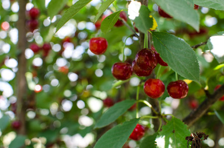 cherries, red and ripe cherries for healthy eating with vitamins and making juice in the summerの写真素材
