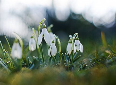 Little first spring flowers of snowdrops bloom outdoors in the spring for the March 8 holidayの写真素材
