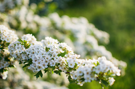 Wild hawthorn bush blooms with abundant white flowers in spring and gives small red fruits for tea or medicinal properties.の写真素材