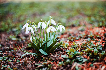Little first spring flowers of snowdrops bloom outdoors in the spring for the March 8 holiday
