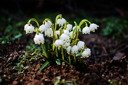 Little first spring flowers of snowdrops bloom outdoors in the spring for the March 8 holidayの写真素材