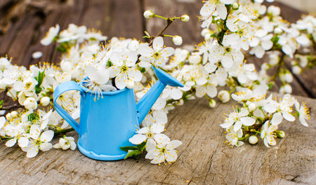 Lovely delicate cherry blossom in warm spring weather for background and beautiful infusionの写真素材