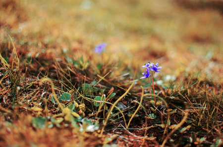 Little first spring flowers of snowdrops bloom outdoors in the spring for the March 8 holidayの写真素材