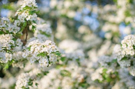 Wild hawthorn bush blooms with abundant white flowers in spring and gives small red fruits for tea or medicinal properties.の写真素材