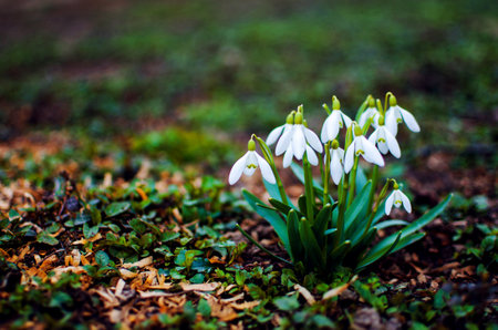 Little first spring flowers of snowdrops bloom outdoors in the spring for the March 8 holidayの写真素材