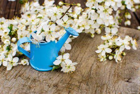 Lovely delicate cherry blossom in warm spring weather for background and beautiful infusionの写真素材