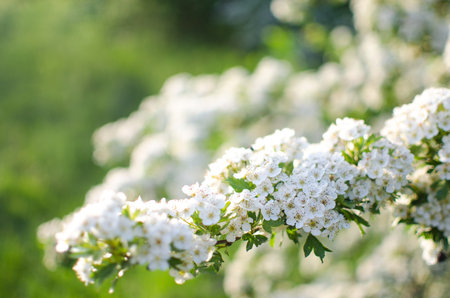 Lovely delicate cherry blossom in warm spring weather for background and beautiful infusionの写真素材