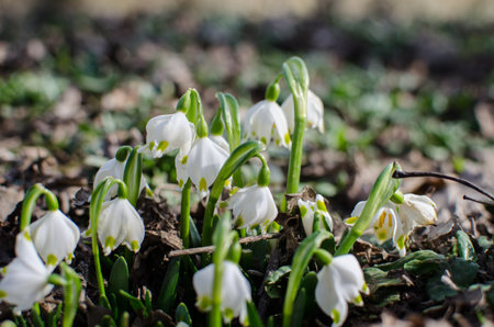 Little first spring flowers of snowdrops bloom outdoors in the spring for the March 8 holidayの写真素材