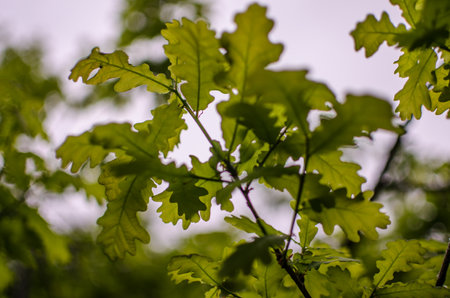 Abstraction growing green leaves on a light backgrodの写真素材